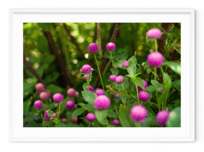 SHAKESPEARE GARDEN CLOVER