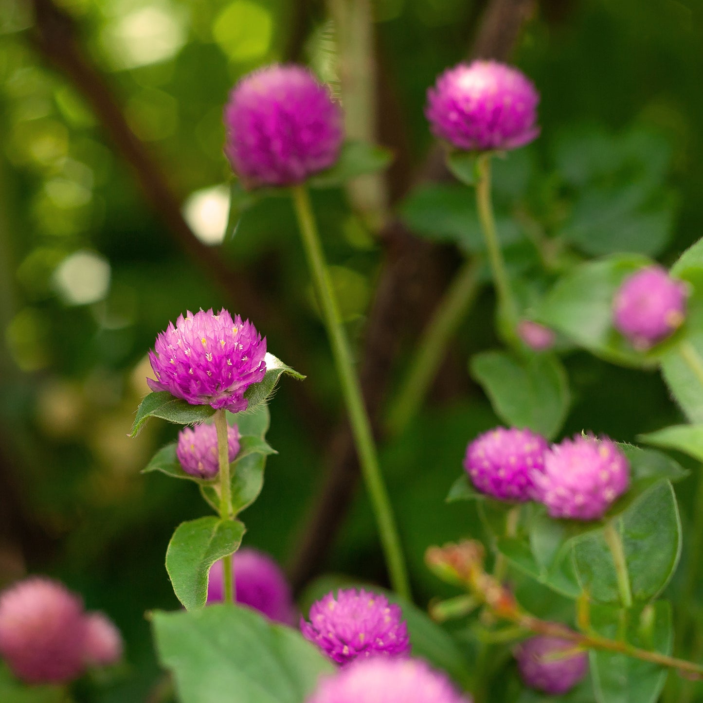 SHAKESPEARE GARDEN CLOVER