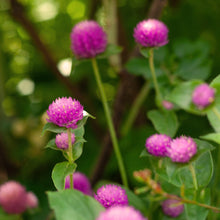 Load image into Gallery viewer, SHAKESPEARE GARDEN CLOVER
