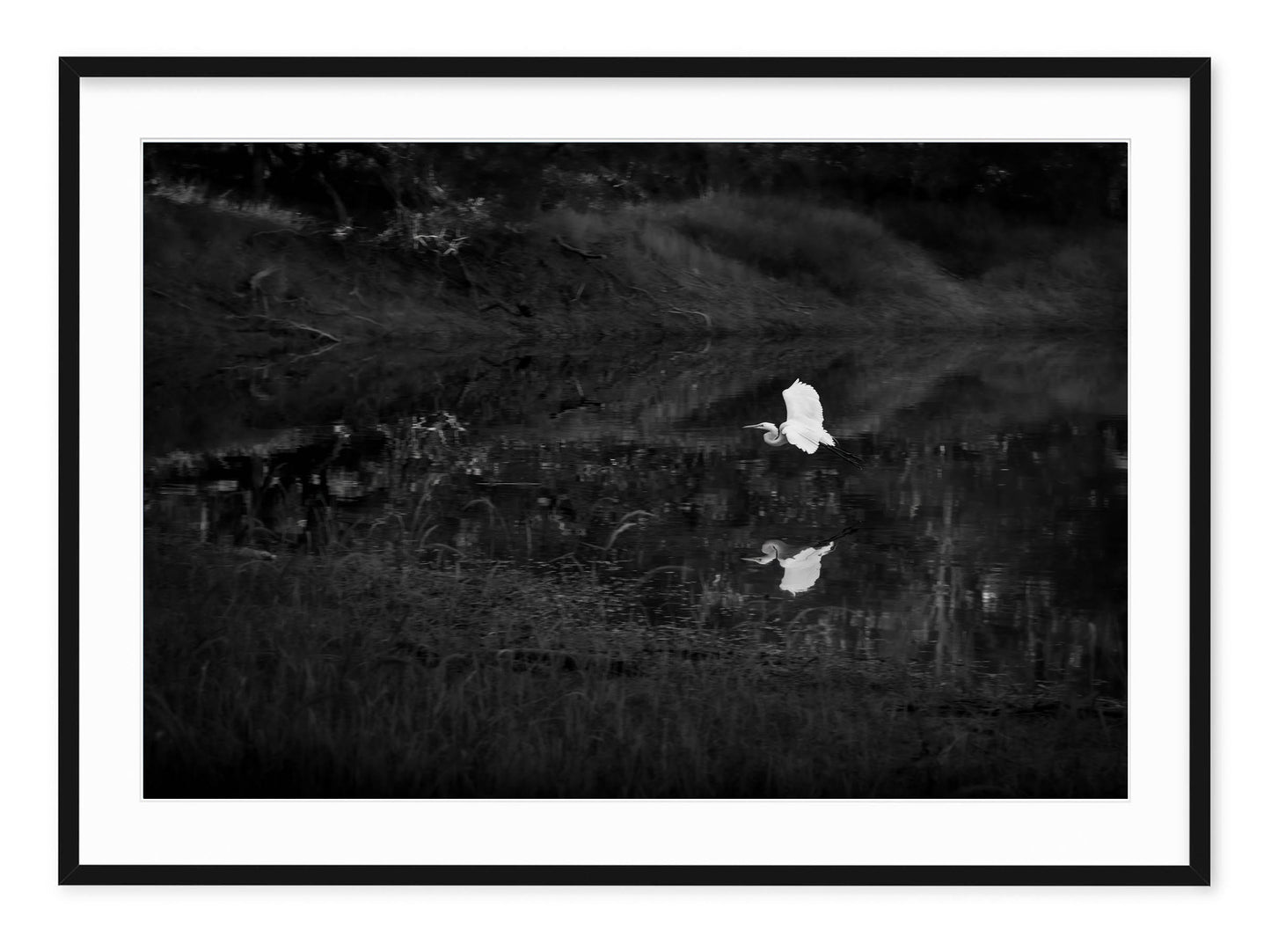 SNOWY EGRET