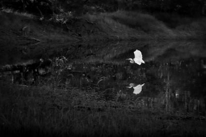 SNOWY EGRET