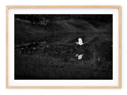 SNOWY EGRET