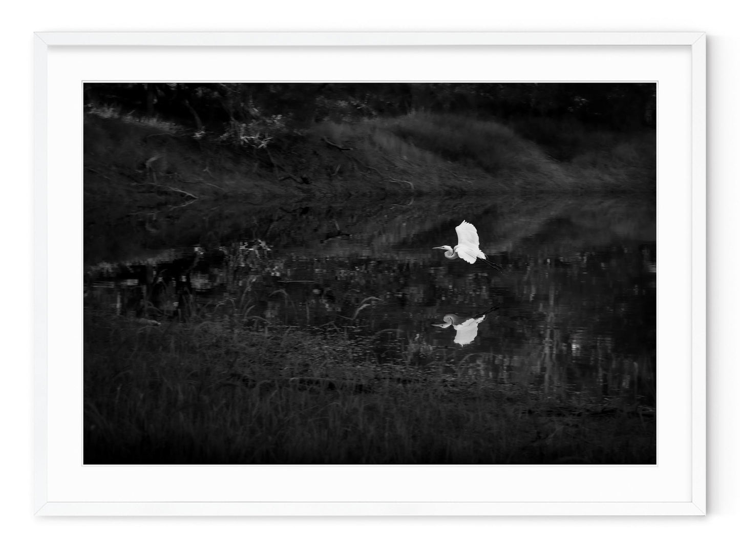 SNOWY EGRET