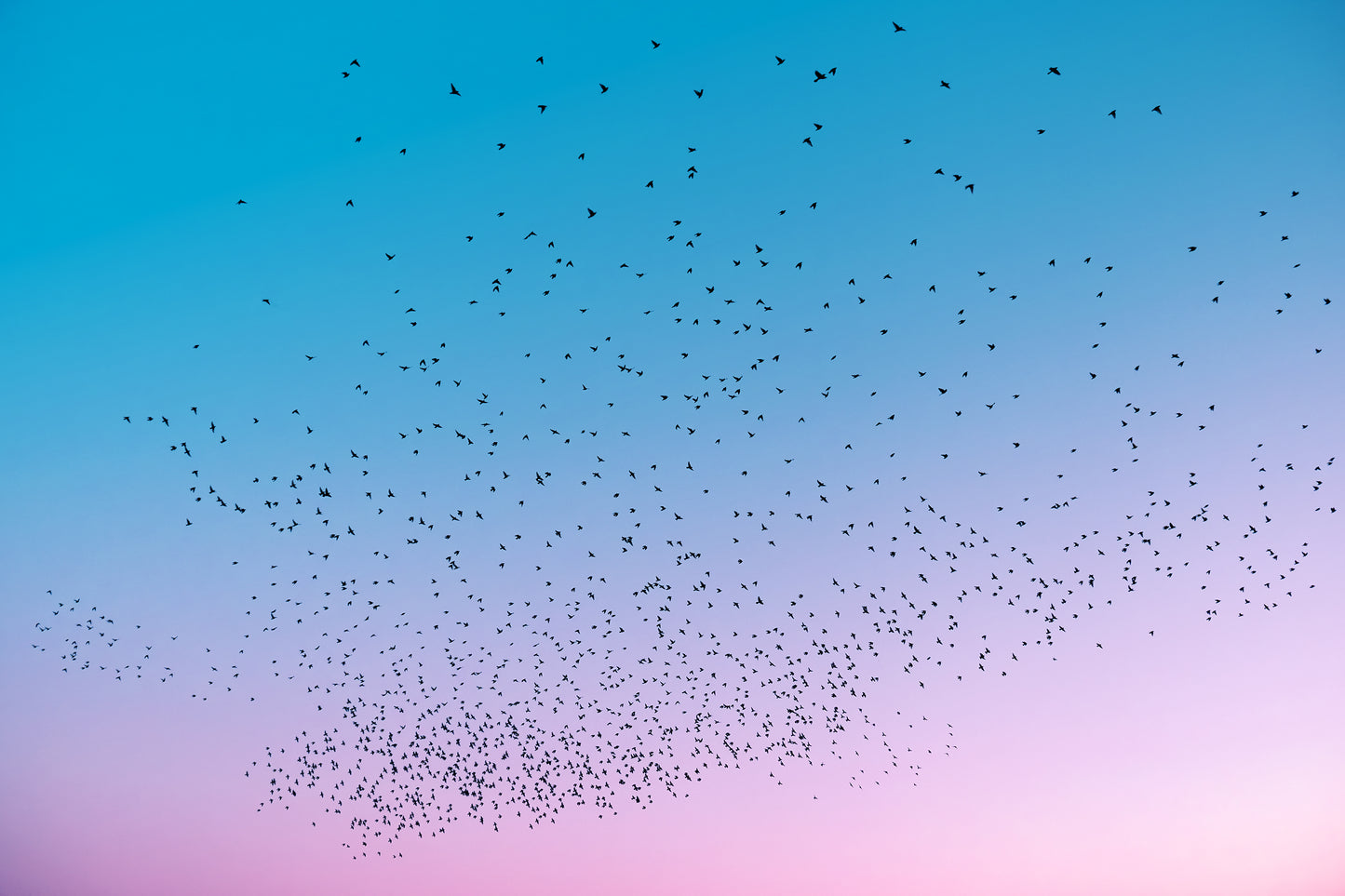 STARLINGS AT DUSK