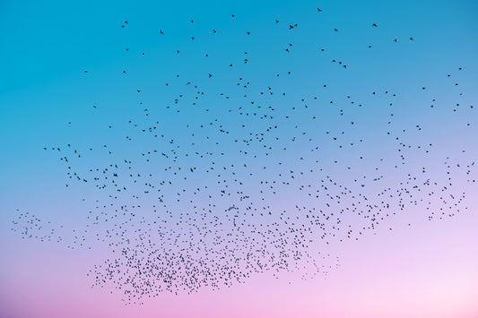 STARLINGS AT DUSK