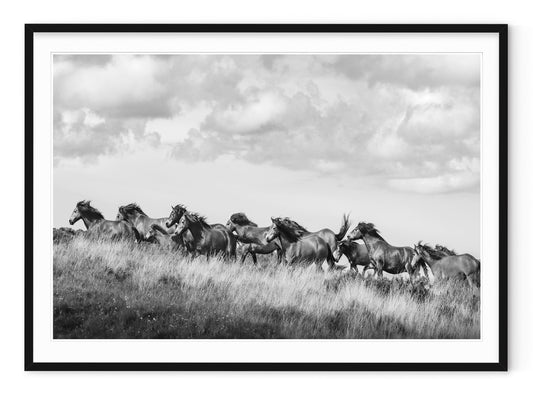 WILD HORSES
