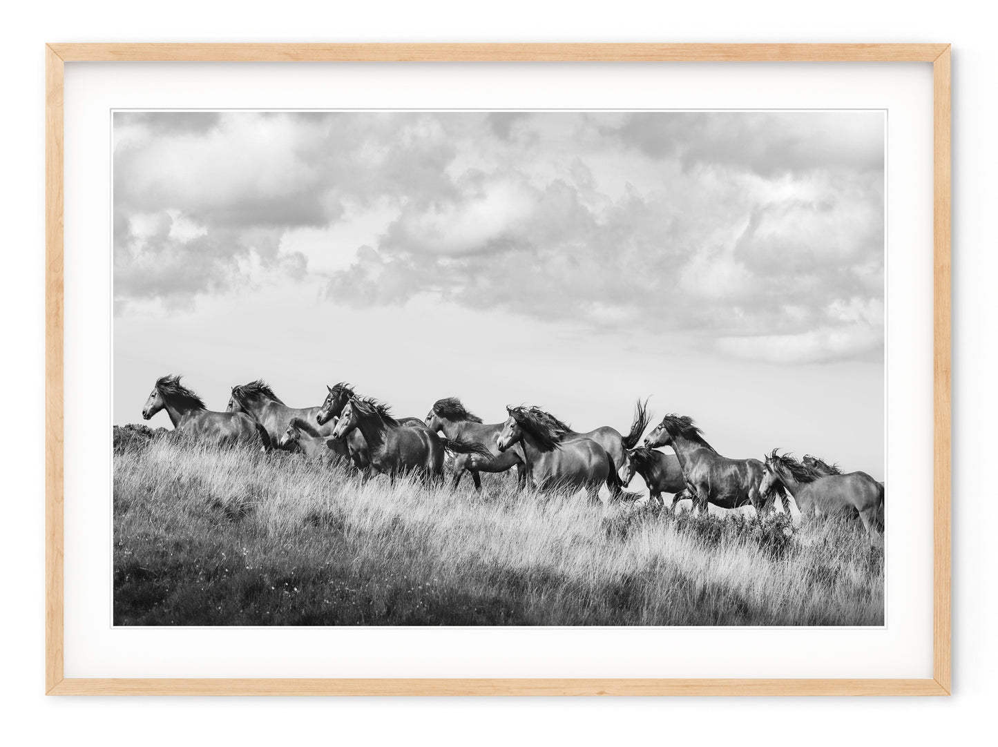 WILD HORSES
