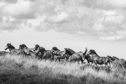 WILD HORSES
