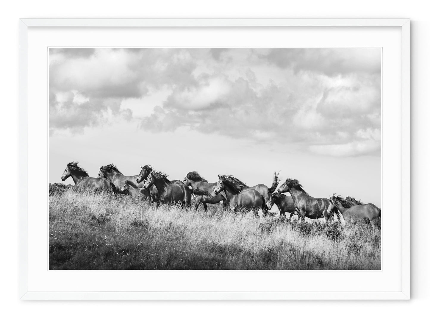 WILD HORSES