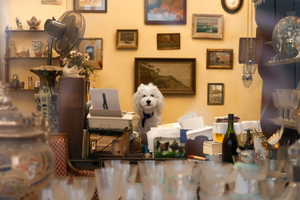 fine art photo of fluffy white dog sitting at desk in an antique store in paris france