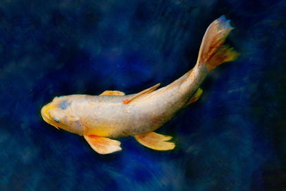 mixed media color fine art of koi fish swimming 