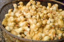 Load image into Gallery viewer, basket of bright yellow baby ducklings at a market in vietnam
