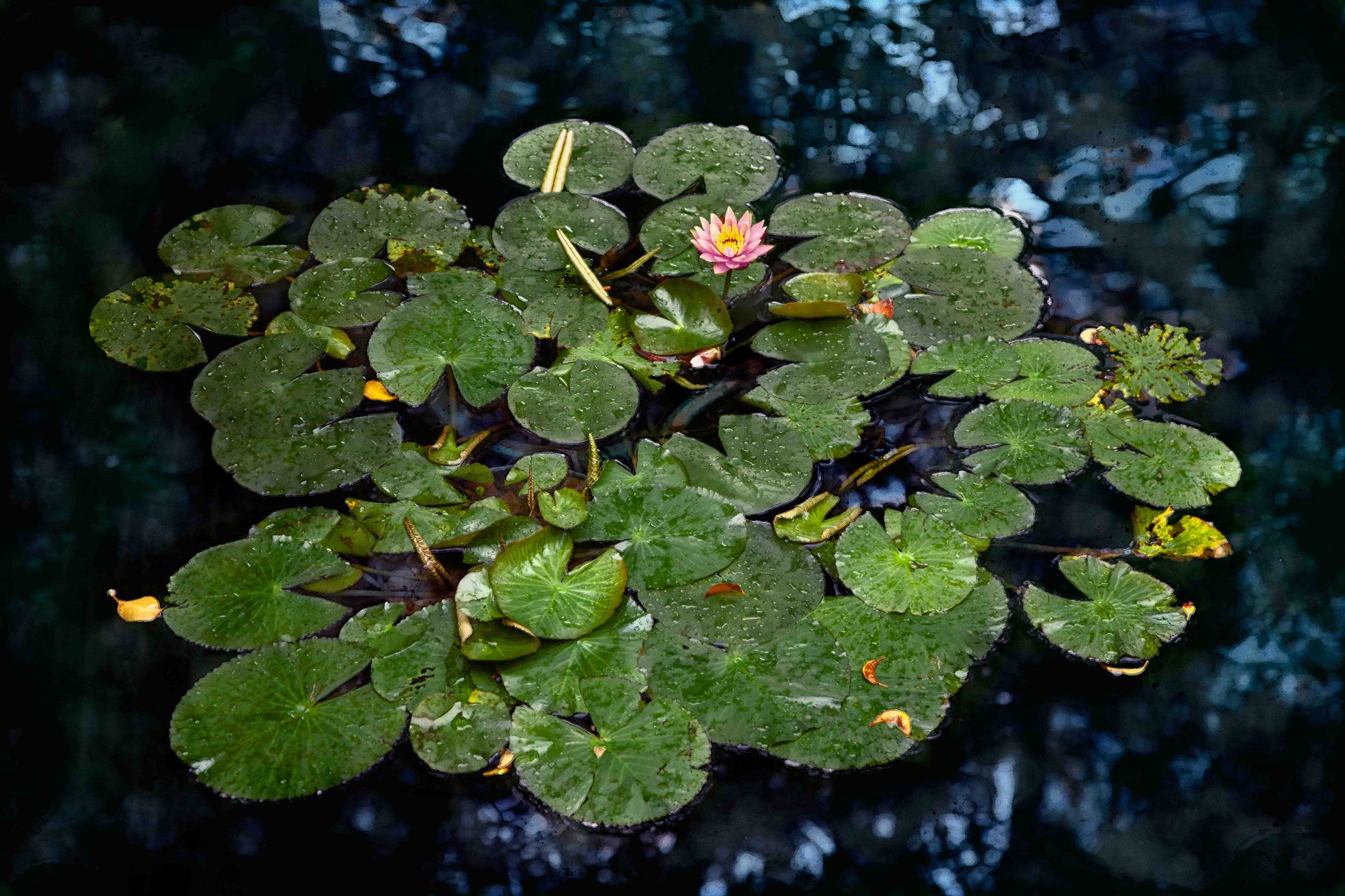 impressionism inspired mixed media photo of lily pond in france