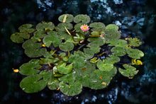 Load image into Gallery viewer, LILY POND
