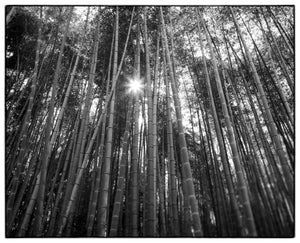 BAMBOO FOREST