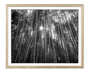 BAMBOO FOREST