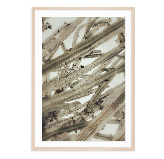 detail graphic image of cactus stems in neutral tones