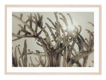 Load image into Gallery viewer, graphic landscape in neutral tones of cactus with sunlight spilling from behind
