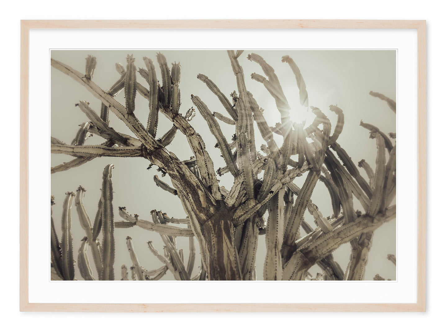CEREUS CACTUS