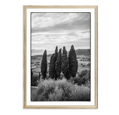 TUSCAN CYPRESS