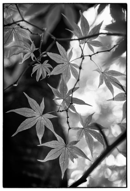 JAPANESE MAPLE