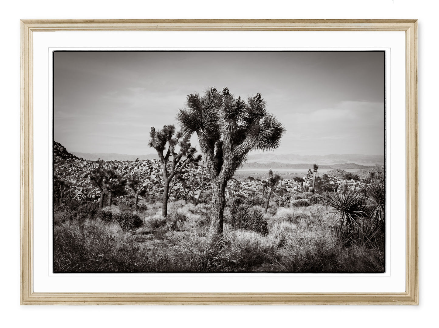 JOSHUA TREE