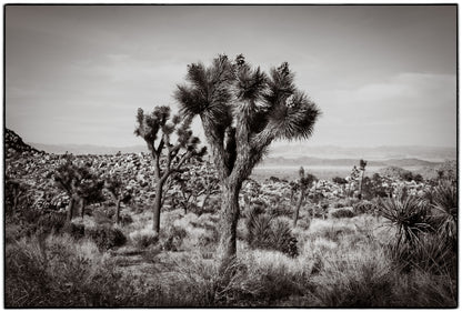 JOSHUA TREE