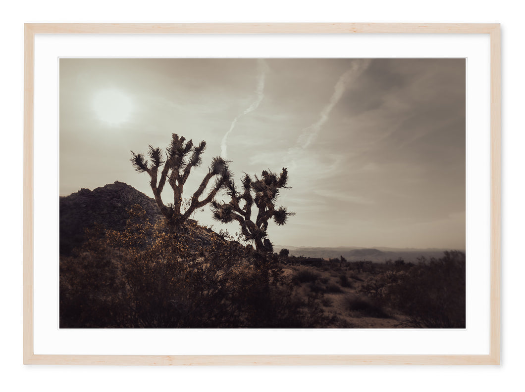 neutral tone landscape fine art photo of the mojave desert with cactus