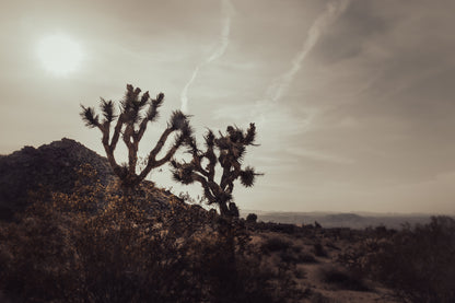 MOJAVE DESERT