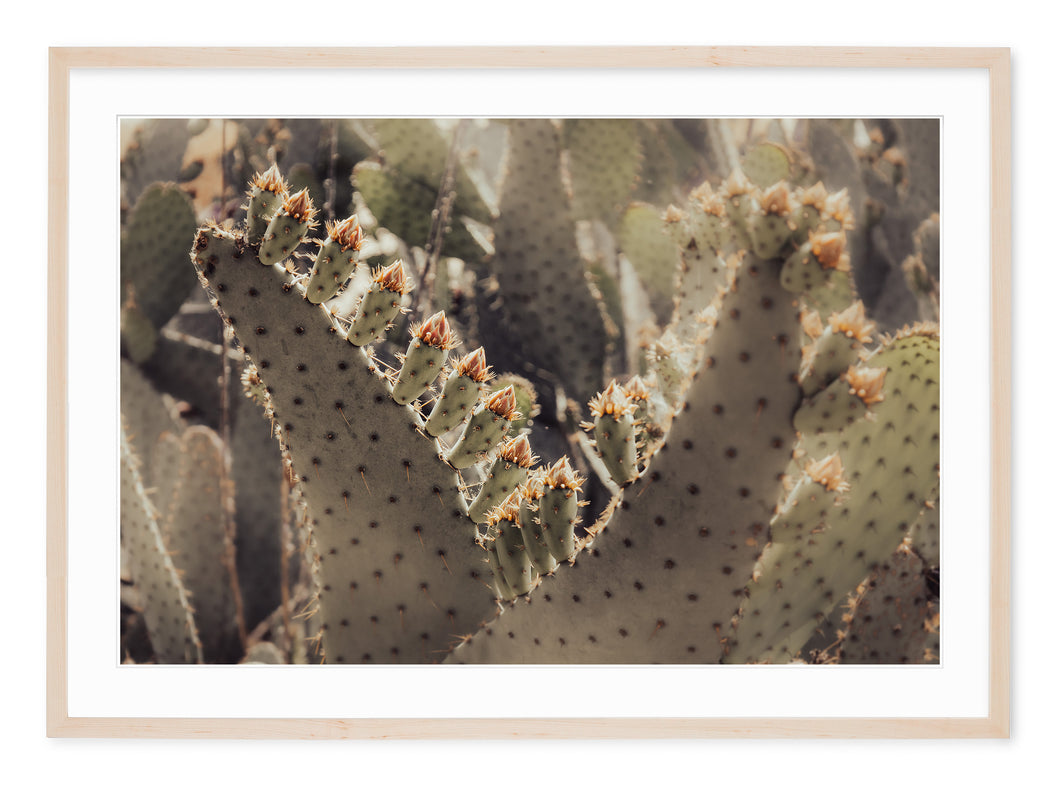 neutral tone fine art photo of cactus with blossoms and soft focus