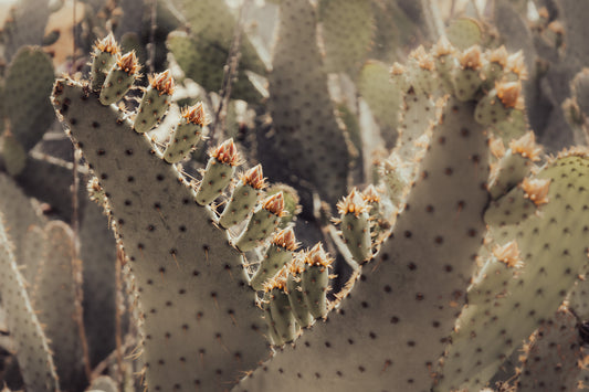 PRICKLY PEAR BLOSSOMS