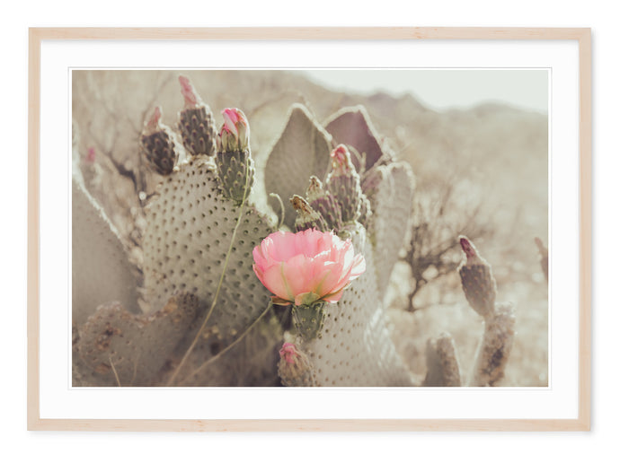 neutral tone fine art photo of cactus with soft focus and pink blossoms