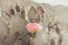 Load image into Gallery viewer, PRICKLY PEAR CACTUS
