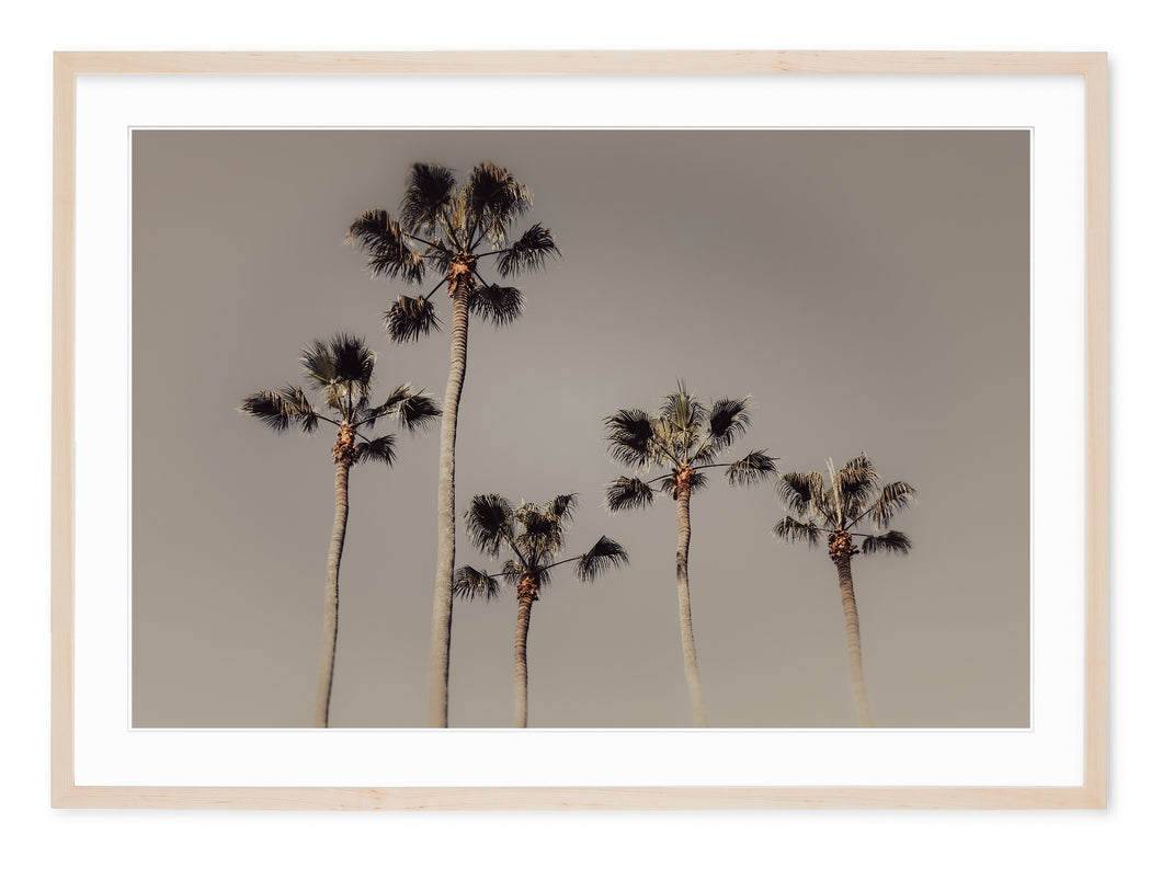 ROYAL PALM GROVE