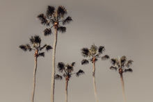 Load image into Gallery viewer, ROYAL PALM GROVE

