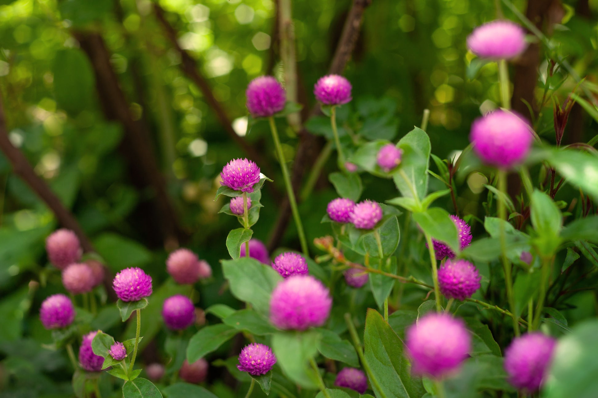 fine art nature landscape image of pink clover against green background in new york city central park