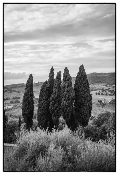 TUSCAN CYPRESS