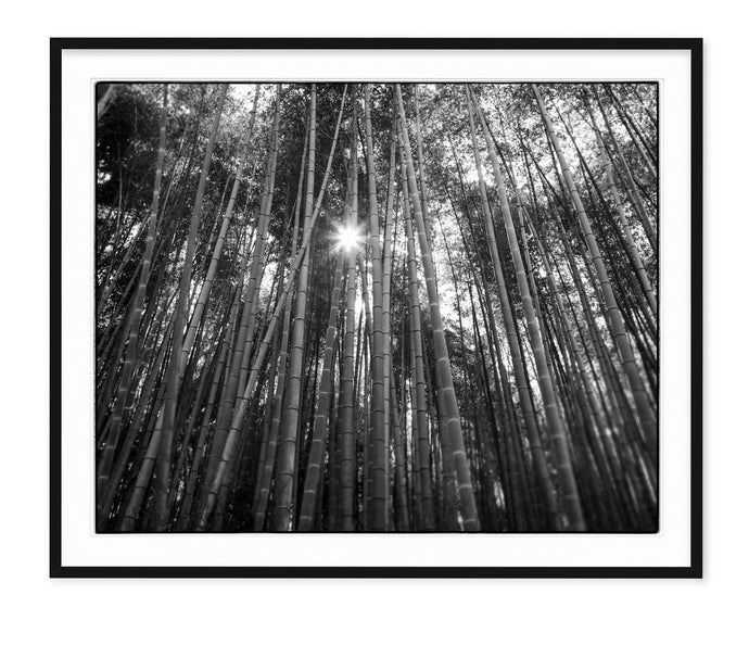 black and white fine art photograph of bamboo forest in kyoto japan