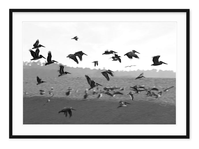 black and white photo of pelicans and other seabirds flying in formation in california estuary