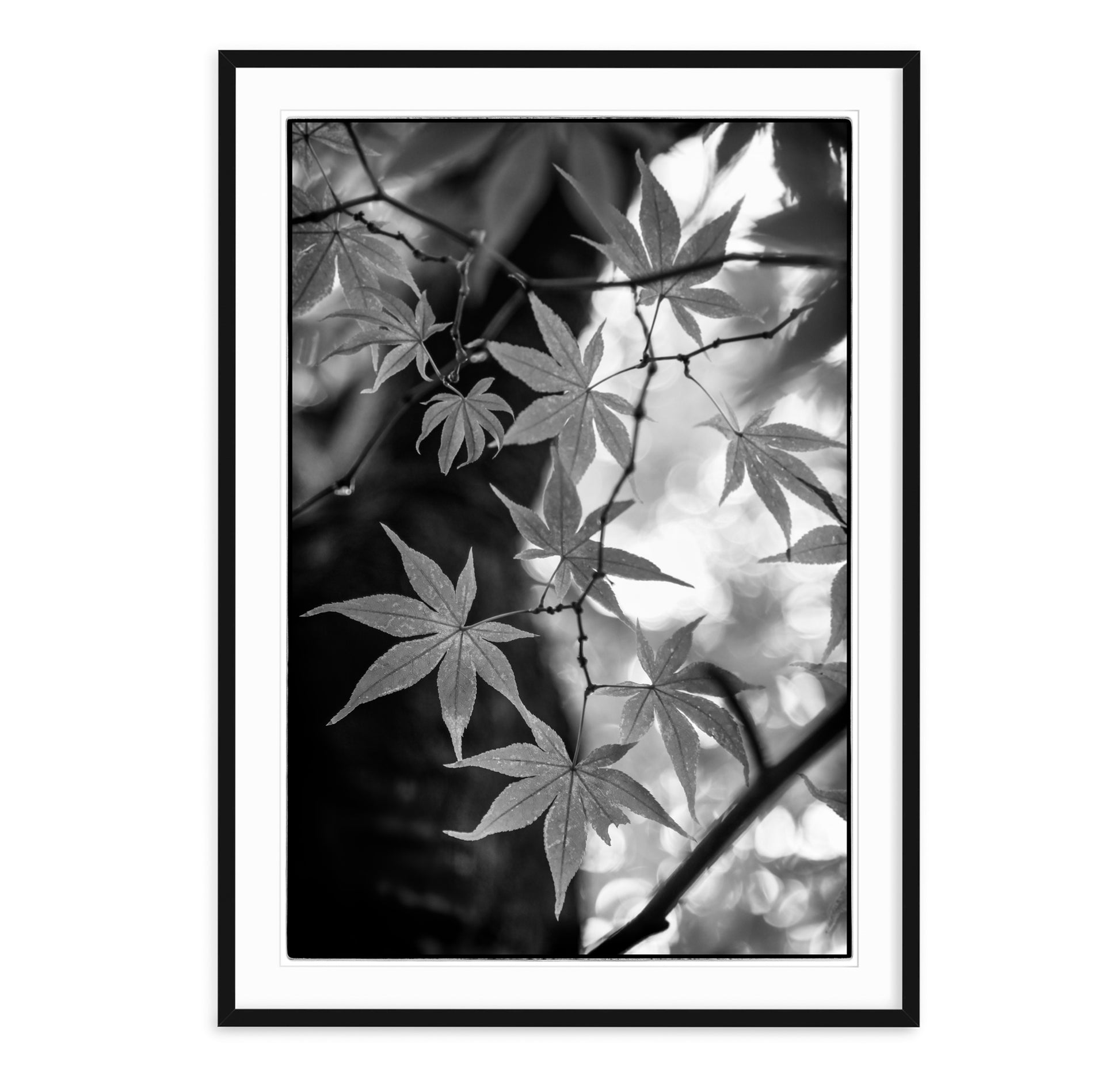 black & white nature photo of japanese maple tree in Kyoto, Japan