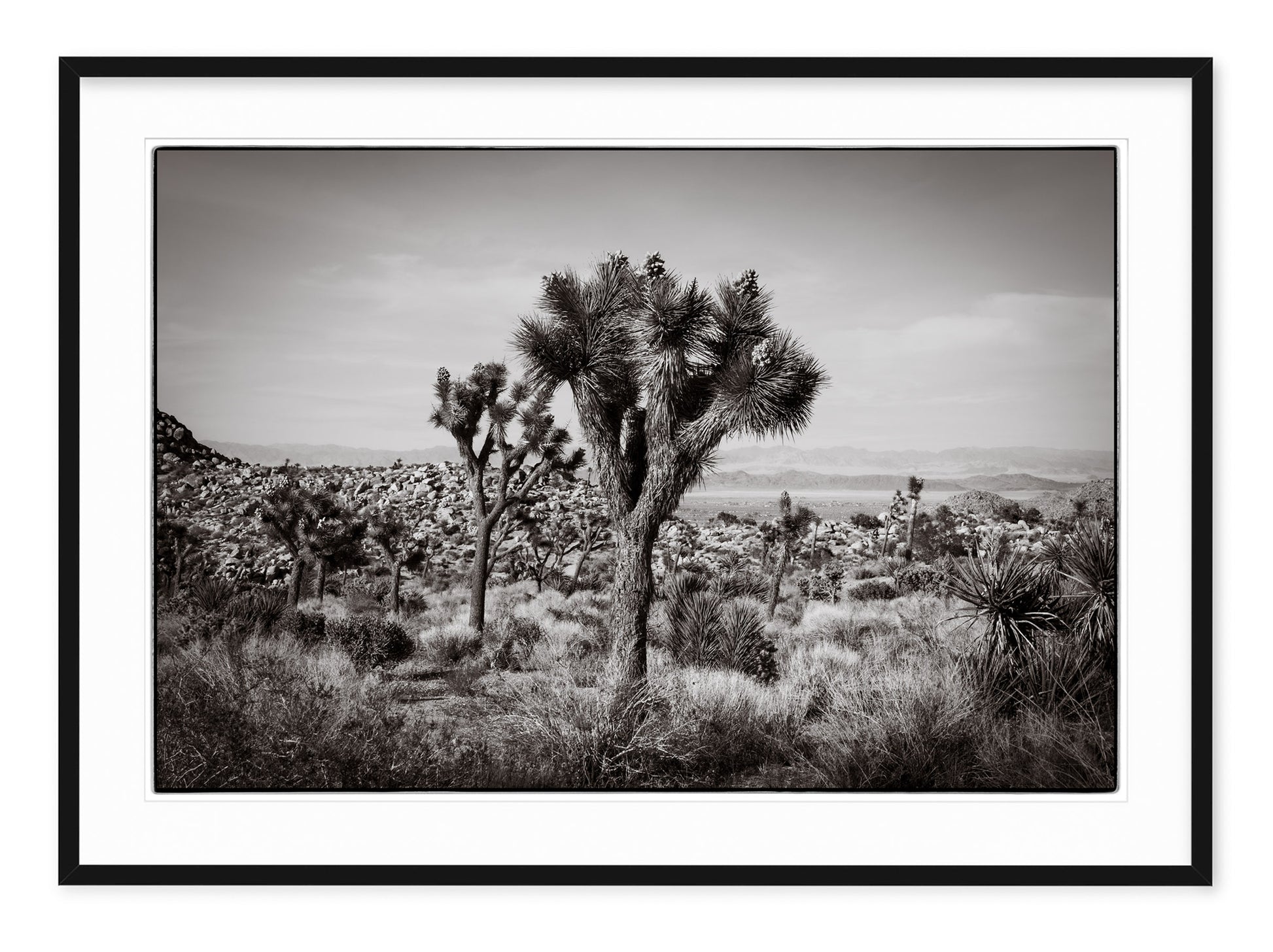 black & white landscape photo of joshua tree national park