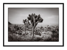 Load image into Gallery viewer, black &amp; white landscape photo of joshua tree national park
