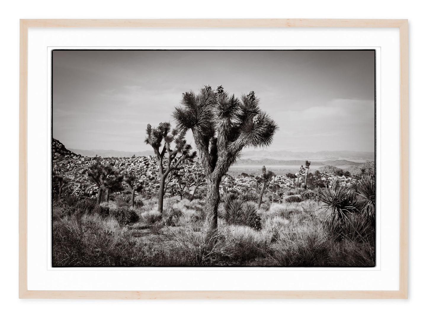 JOSHUA TREE