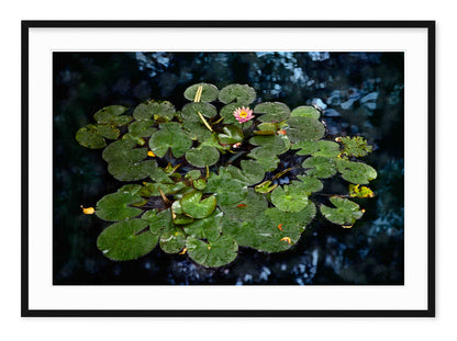 LILY POND