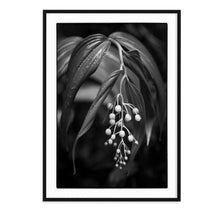 Load image into Gallery viewer, black and white fine art photo of tiny lily blossoms with dew in the rain forest
