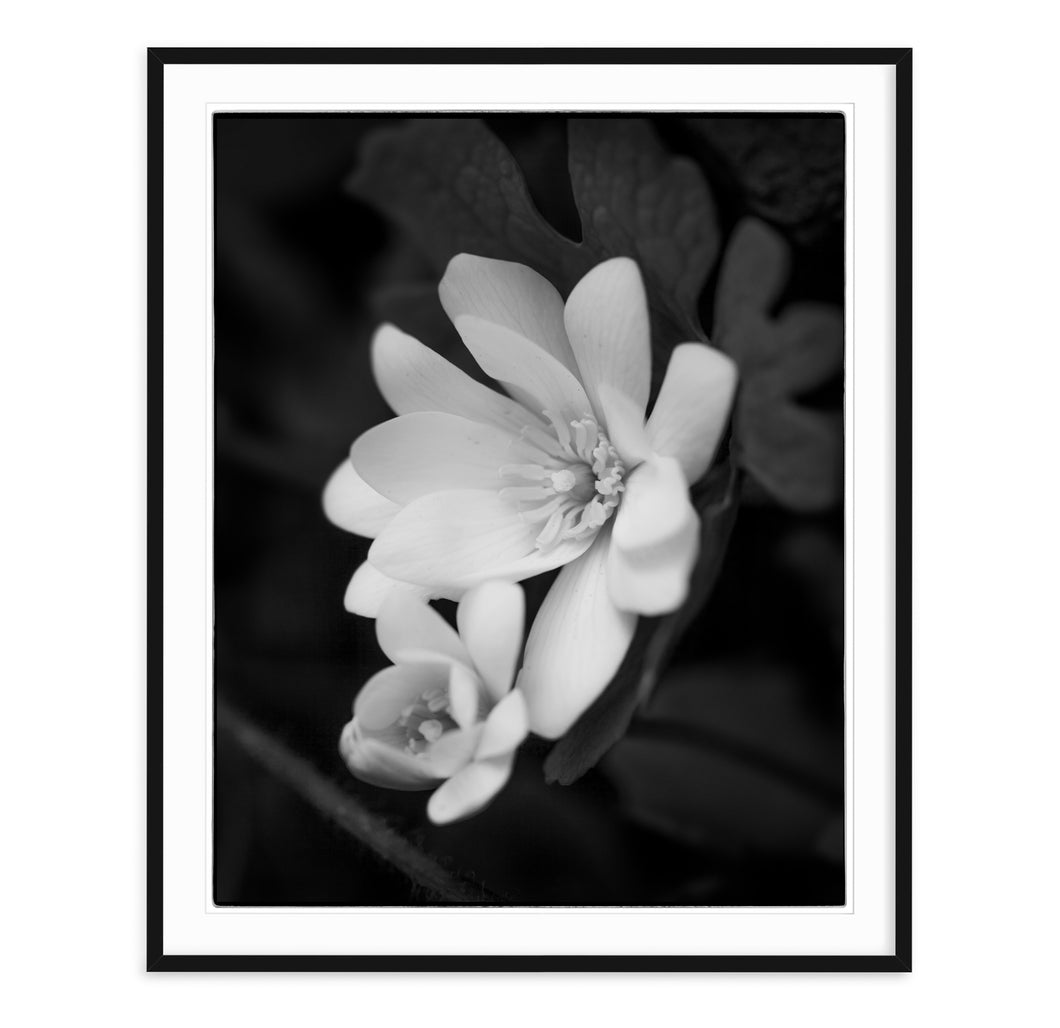 black and white fine art nature image of tiny white blossoms 