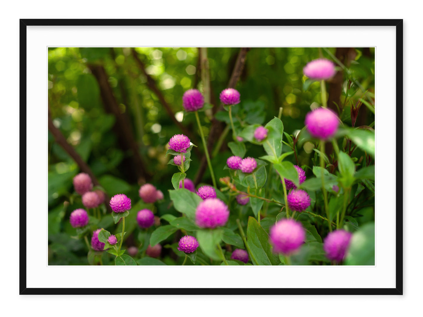 SHAKESPEARE GARDEN CLOVER