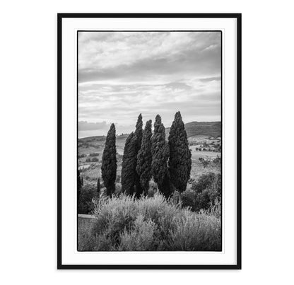 fine art black and white landscape of group of cypress with tuscan landscape in distance