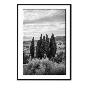 ITALIAN CYPRESS
